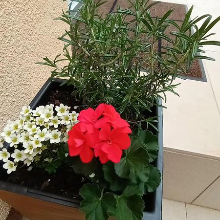 Apartman Sandra -Private Parking And Garden ザダル エクステリア 写真